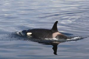 Female Resident Orca (©Kelly Bakos)