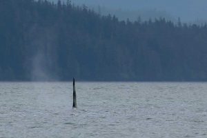 Dorsal Fin of Male Orca (©Kelly Bakos)