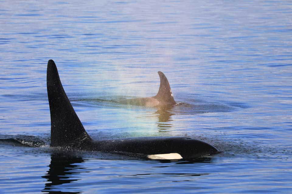 Male and Female Orcas (©Kelly Bakos)