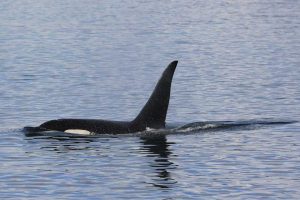 Male Orca (©Kelly Bakos)