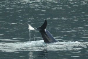 Orca Tail (©Kelly Bakos)