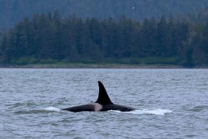 Transient Orca (©Kelly Bakos)