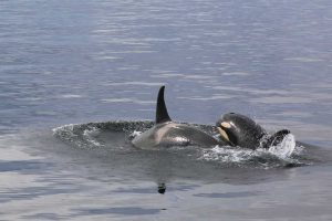 Orca Pod (©Kelly Bakos)