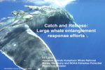 Science Series — Catch and Release Whale Disentanglement