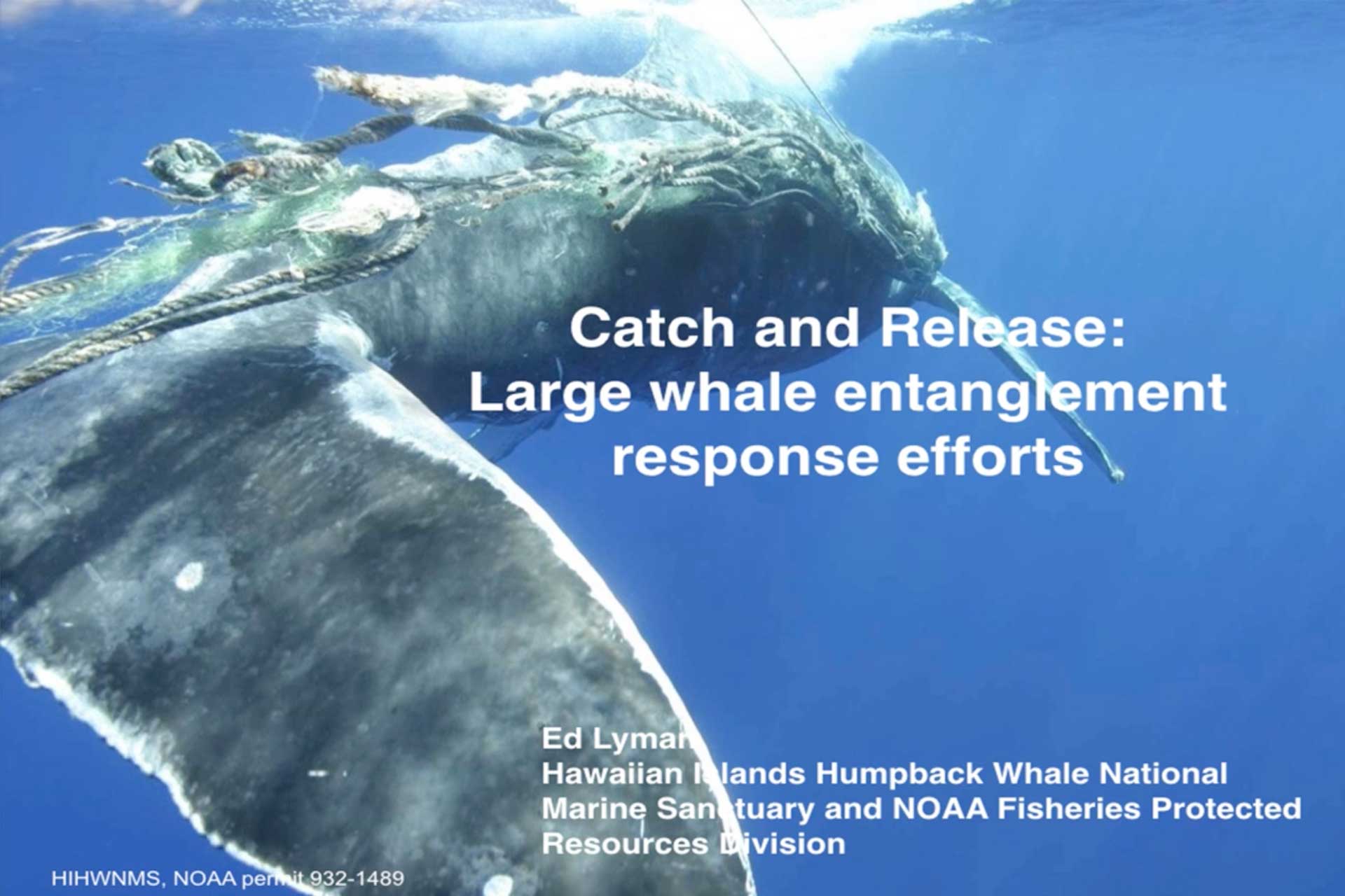 Science Series — Catch and Release Whale Disentanglement