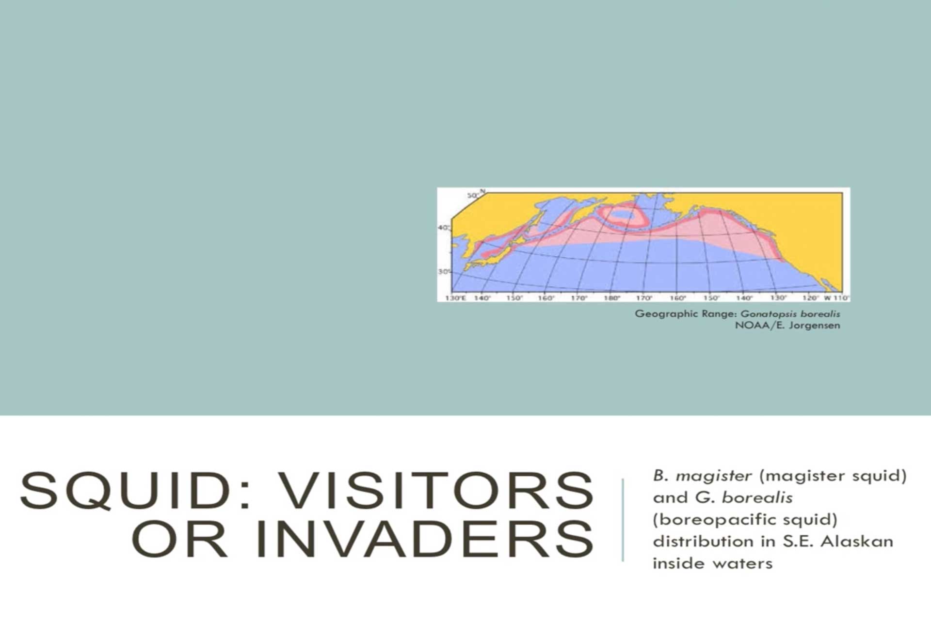 Science Series — Squid: Visitors or Invaders?