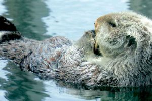 Sea Otter Fur (©Kelly Bakos)