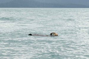 Sea Otter Eating (©Kelly Bakos)