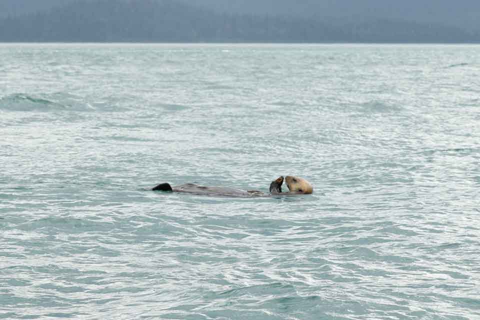 Sea Otter Eating (©Kelly Bakos)