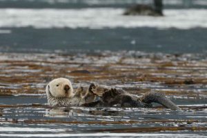 Sea Otter Flippers and Tail (©Kelly Bakos)