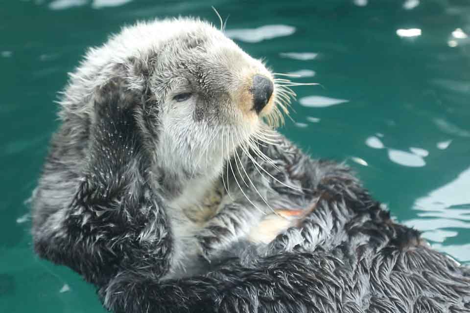 Sea Otter Grooming (©Kelly Bakos)