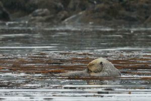 Sea Otter Grooming (©Kelly Bakos)