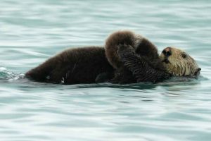 Sea Otter Holding Pup (©Kelly Bakos)