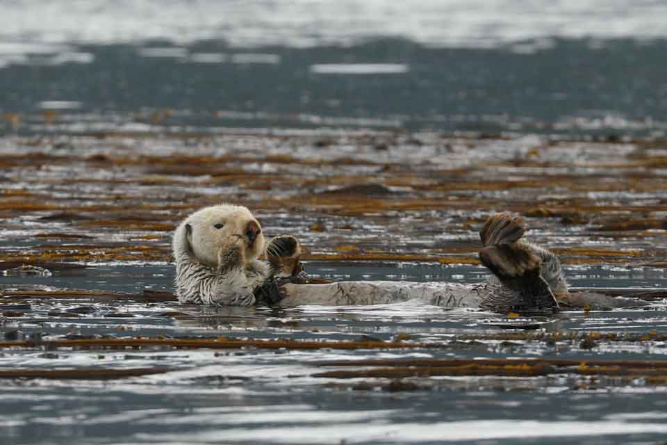 Sea Otter in Kelp (©Kelly Bakos)