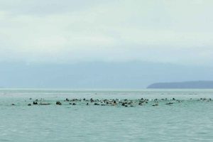 Sea Otter Raft (©Kelly Bakos)