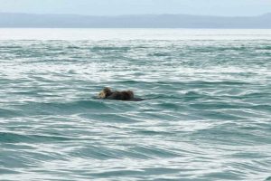 Sea Otter With Two Pups (©Kelly Bakos)