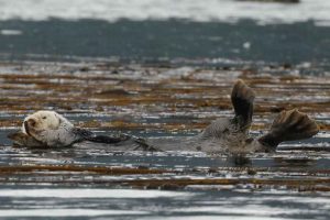Sea Otter-Webbed Hind Flippers (©Kelly Bakos)