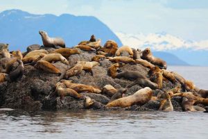 Steller Sea Lion Haulout (©Kelly Bakos)