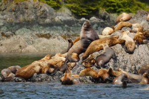 Steller Sea Lion Haulout (©Kelly Bakos)