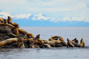 Steller Sea Lion Haulout (©Kelly Bakos)