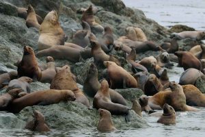 Steller Sea Lion Haulout (©Kelly Bakos)