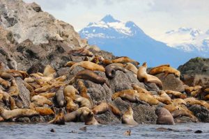 Steller Sea Lion Haulout (©Kelly Bakos)