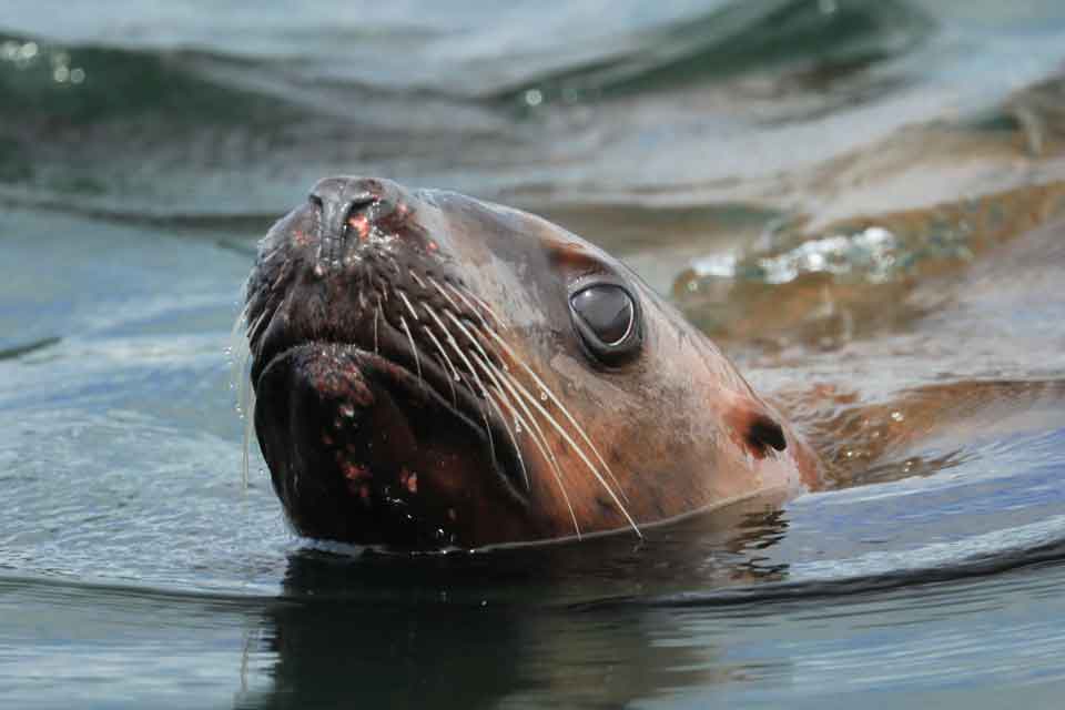 Steller Sea Lion - Ear Flaps and Whiskers (©Kelly Bakos)