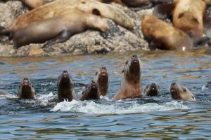 Steller Sea Lions Periscoping (©Kelly Bakos)