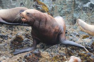 Steller Sea Lion - Quadrupedal (©Kelly Bakos)