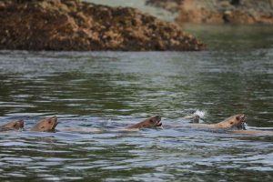 Steller Sea Lion Social Group (©Kelly Bakos)