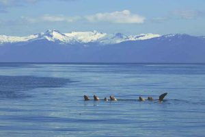Steller Sea Lion Social Group (©Kelly Bakos)