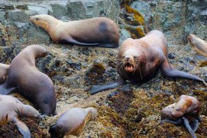 Territorial Steller Sea Lion (©Kelly Bakos)