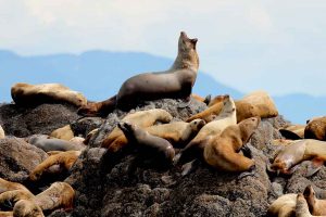 Vocal Steller Sea Lion (©Kelly Bakos)