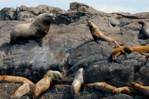 Territorial Steller Sea Lion (©Kelly Bakos)