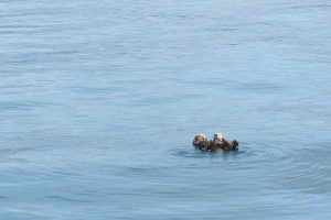 Sea Otters (©Kelly Bakos)