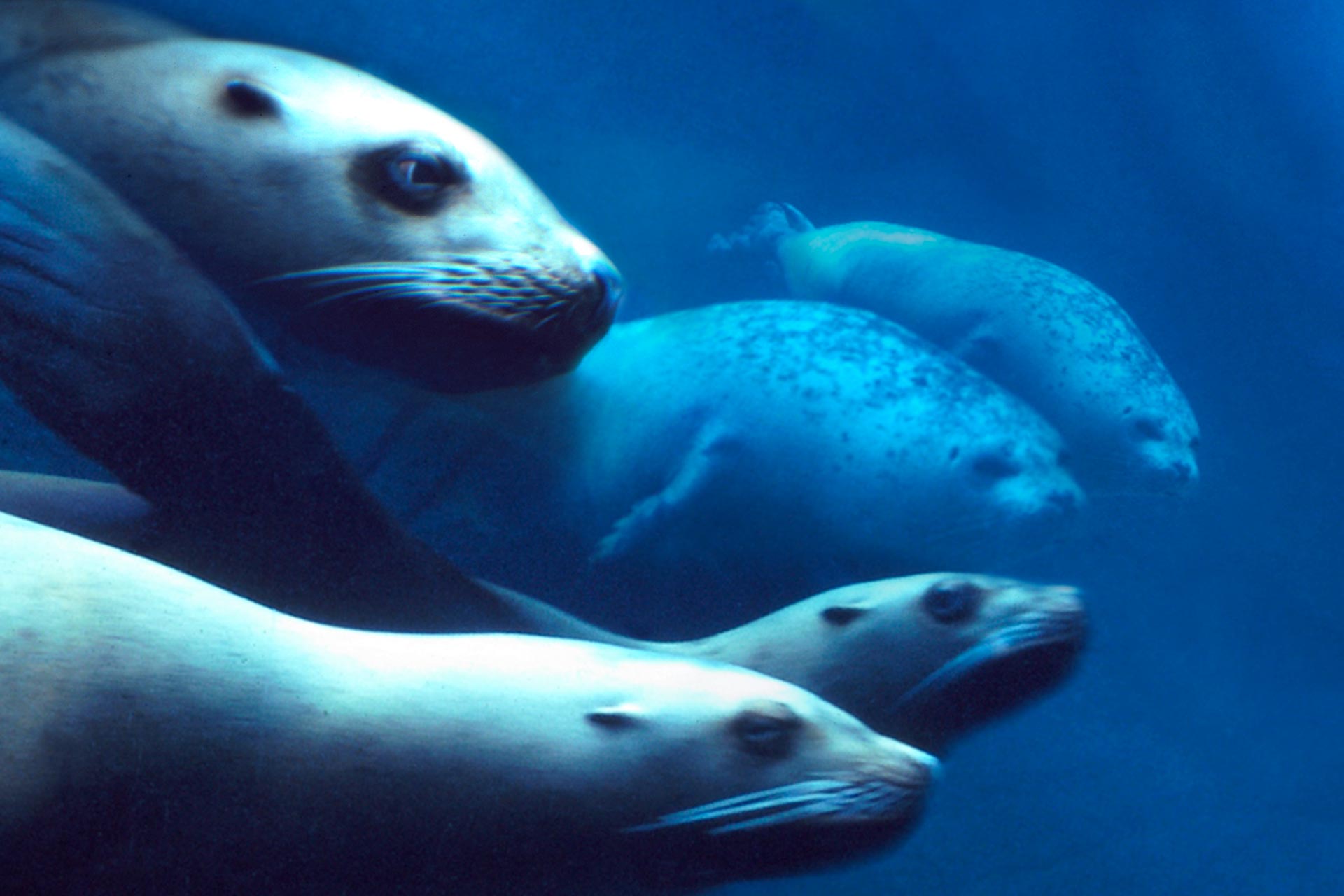 Underwater Marine Mammals (©Kelly Bakos)