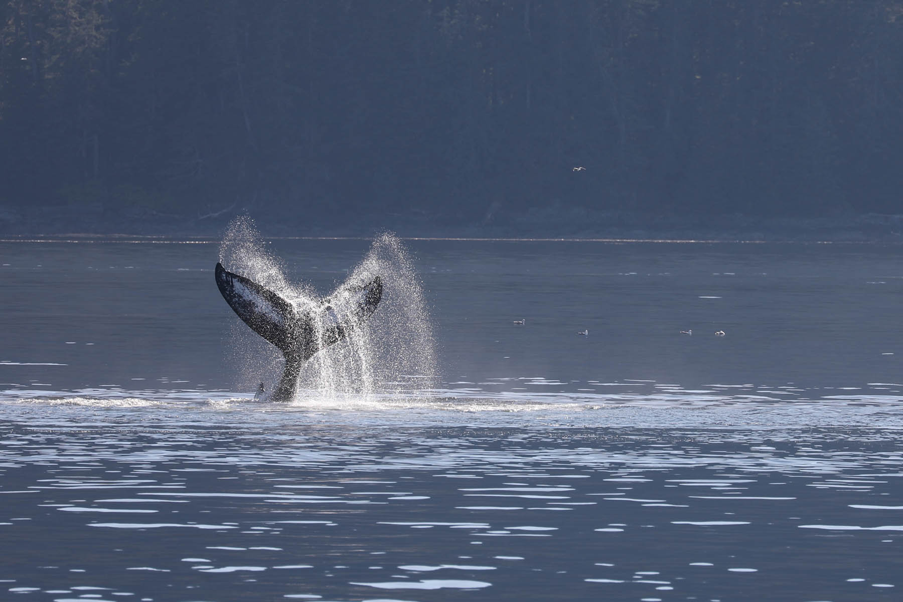 PMMC-WhaleTail1-KellyBakos